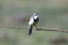 Motacilla capensis