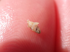 Dentimargo cairoma