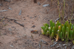 Radumeris tasmaniensis