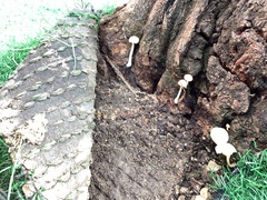 Leucocoprinus cepistipes