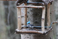 Sitta europaea asiatica