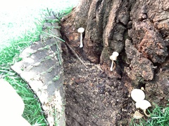 Leucocoprinus cepistipes