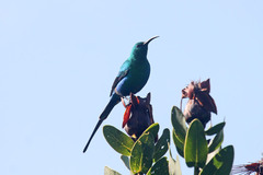 Nectarinia famosa famosa