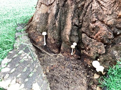Leucocoprinus cepistipes