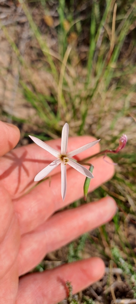 Geissorhiza tenella, Vissersdrift, Cape Agulhas Municipality, South Africa