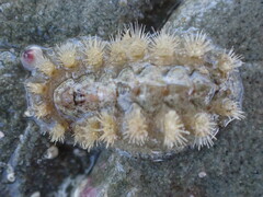 Acanthochitona zelandica
