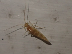 Caeciliusidae
