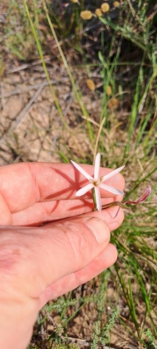 Geissorhiza tenella