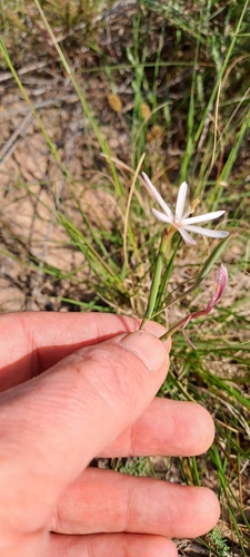 Image of Geissorhiza tenella by (c) Eugene Hahndiek, some rights reserved (CC BY-SA)