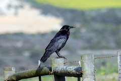 Corvus capensis
