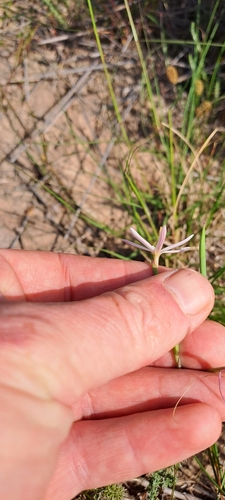 Geissorhiza tenella