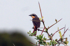 Cossypha caffra caffra