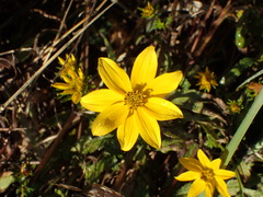 Bidens laevis