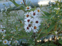 Symphyotrichum lanceolatum