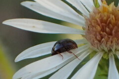Agathidium