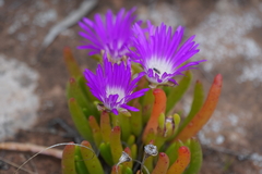 Carpobrotus rossii