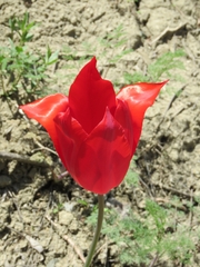 Tulipa