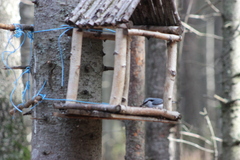 Sitta europaea asiatica