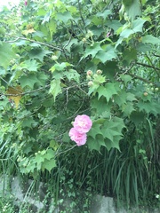 Hibiscus mutabilis