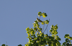Hippolais icterina