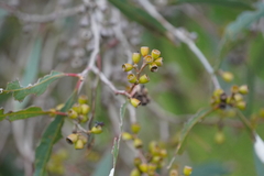 Eucalyptus largiflorens