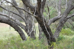 Eucalyptus largiflorens