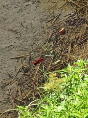 Neurothemis taiwanensis