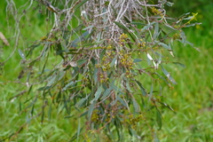 Eucalyptus largiflorens
