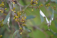 Eucalyptus largiflorens