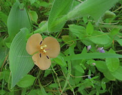 Murdannia lanuginosa