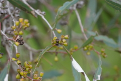 Eucalyptus largiflorens