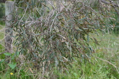 Eucalyptus largiflorens
