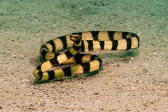 Cogger's Sea Snake photo 2