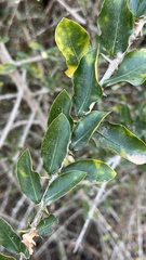 Hyperacanthus amoenus