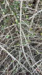 Hyperacanthus amoenus