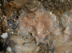 Schizomavella linearis
