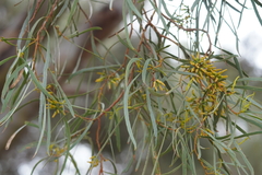 Eucalyptus spathulata