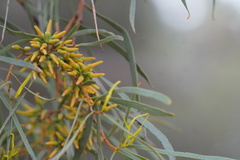 Eucalyptus spathulata