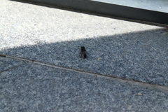Tabanidae
