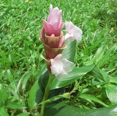 Curcuma caulina