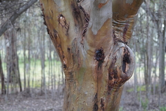 Eucalyptus spathulata