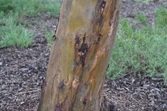 Eucalyptus spathulata