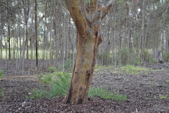 Eucalyptus spathulata