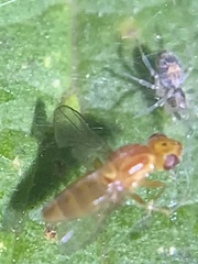 Ormia