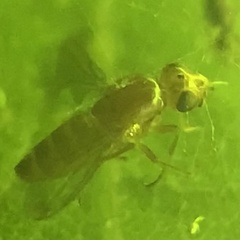 Ormia