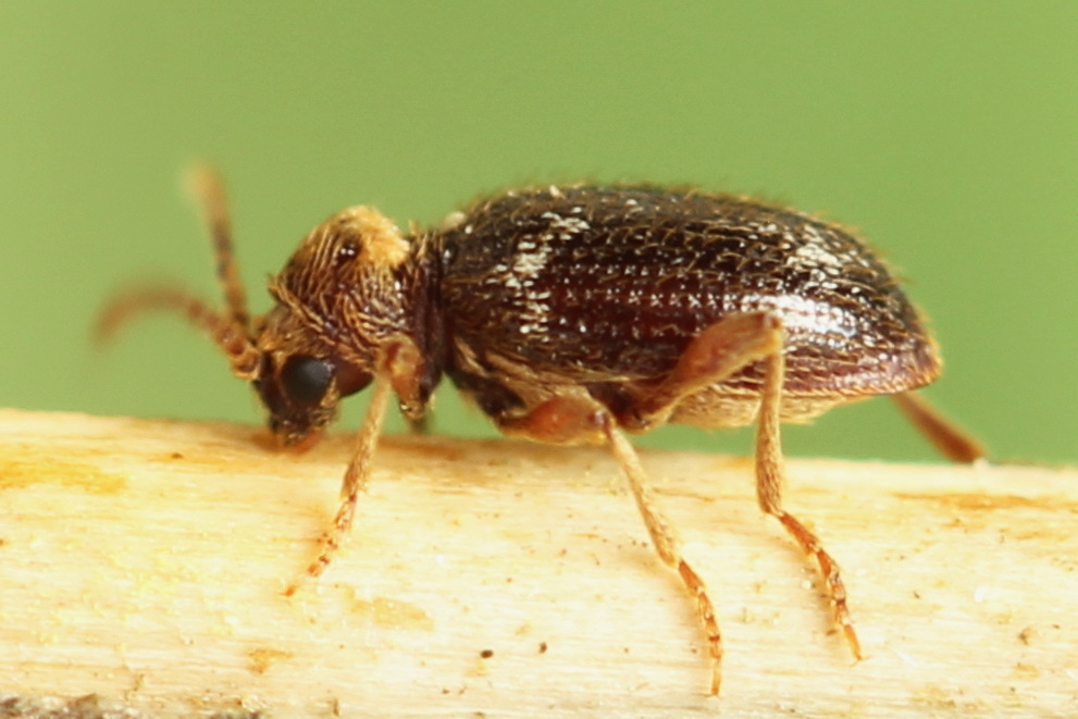 Ptinus raptor