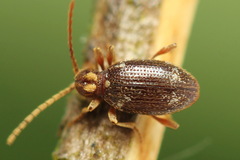 Ptinus raptor