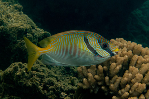 Barred rabbitfish (Siganus doliatus) — Siganidae — 4