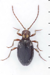 Ptinus raptor