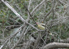 Acanthagenys rufogularis